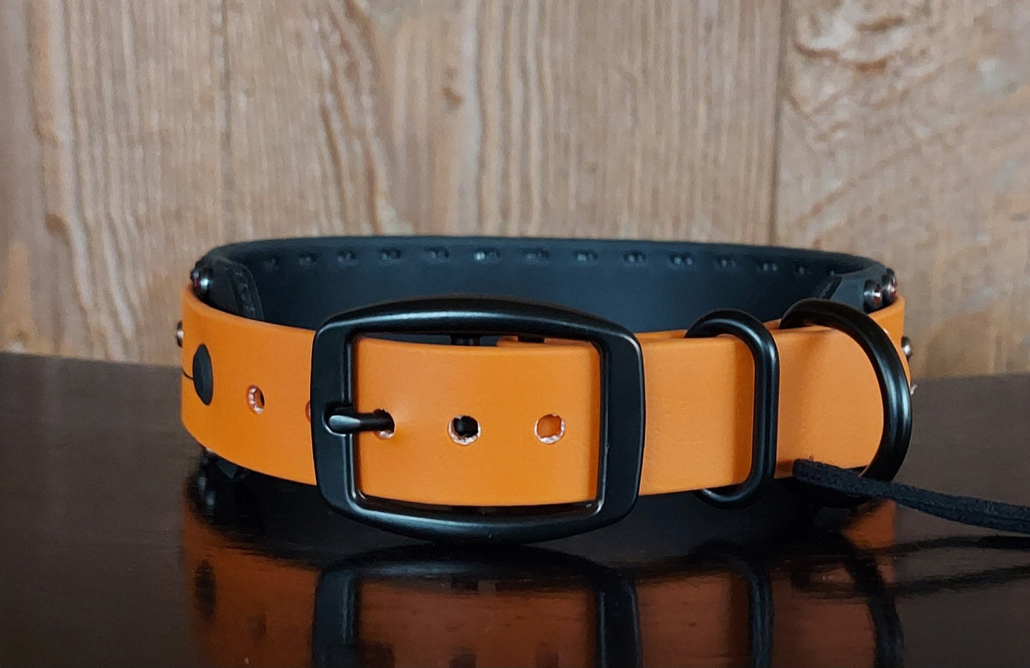 Sunburst Buckle Collar